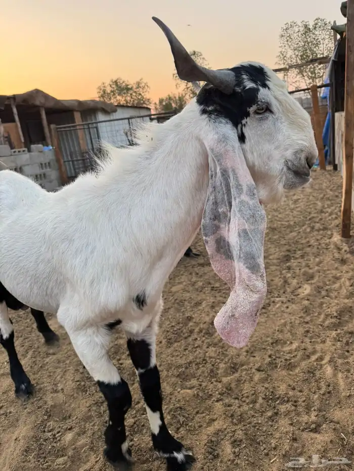 تيس مشروك فحل صنف 0