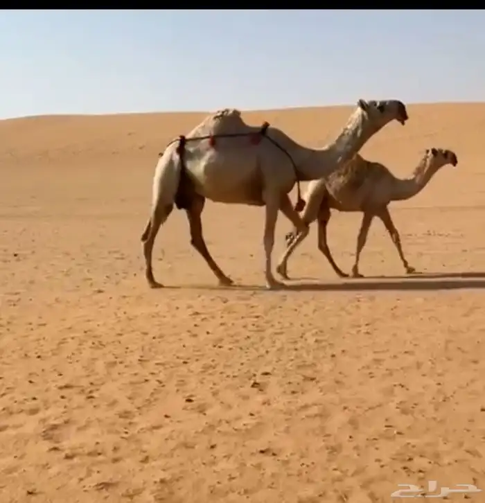 ناقه عشرا ثنو كفو تحتها قعود كفو 0