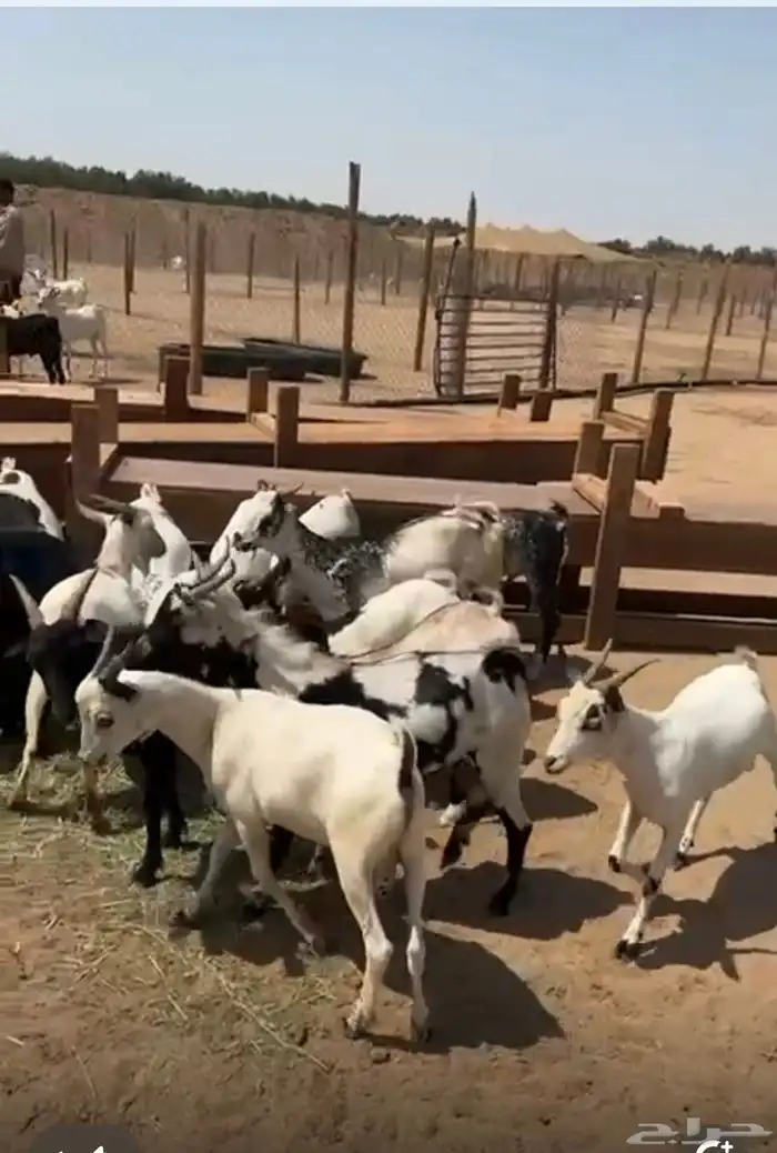 تيوس لباني فل يمني جيبوتي 4