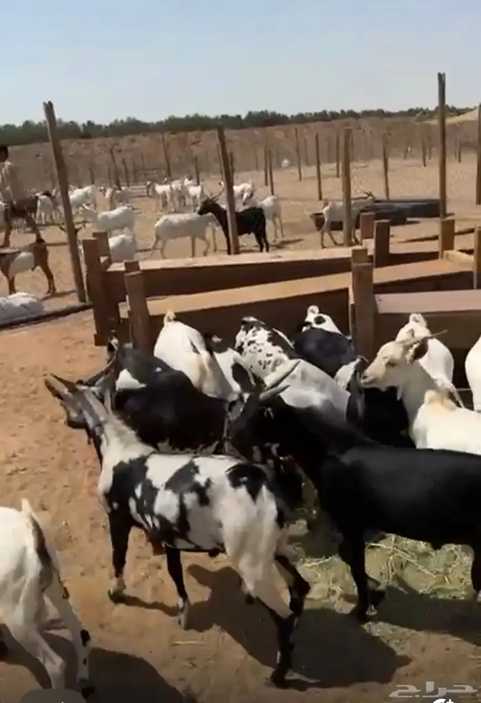 تيوس لباني فل يمني جيبوتي 5