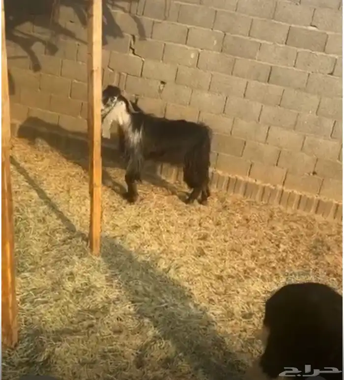 تيس 1
