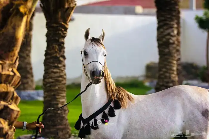 للبيع مهر عربي السعر لاعلى سوم 2