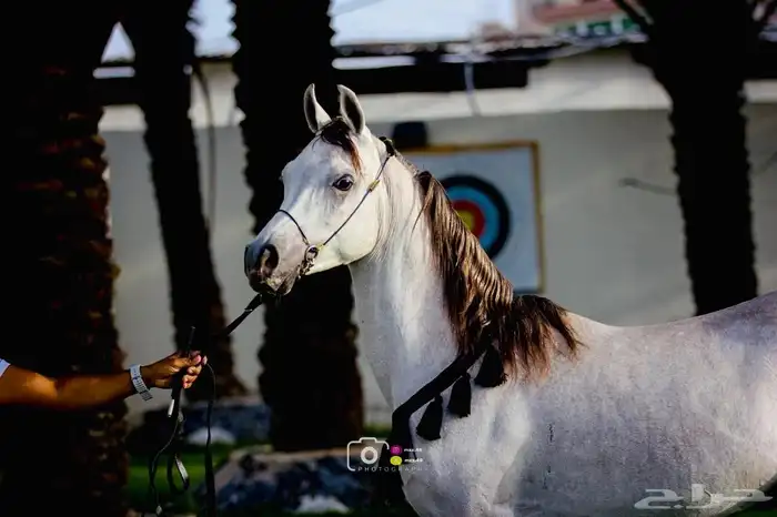 للبيع مهر عربي السعر لاعلى سوم 0