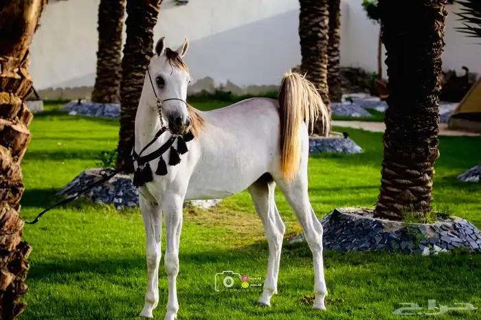 للبيع مهر عربي السعر لاعلى سوم 3