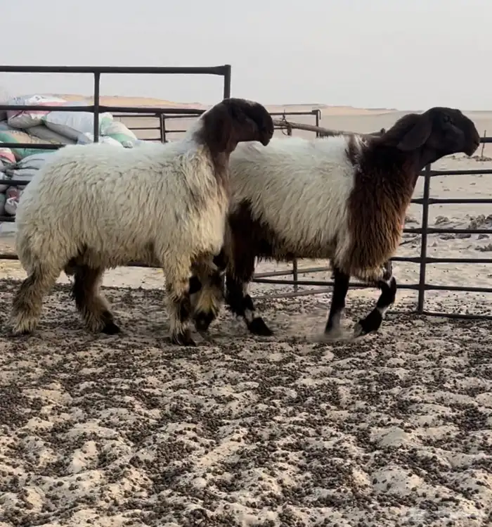 جذعات نعيم صنف 2