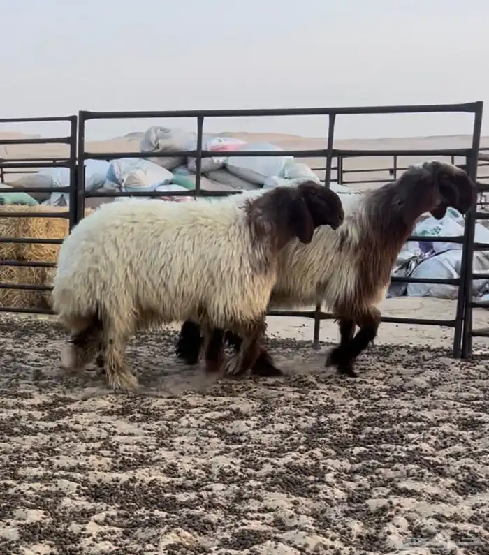 جذعات نعيم صنف 3