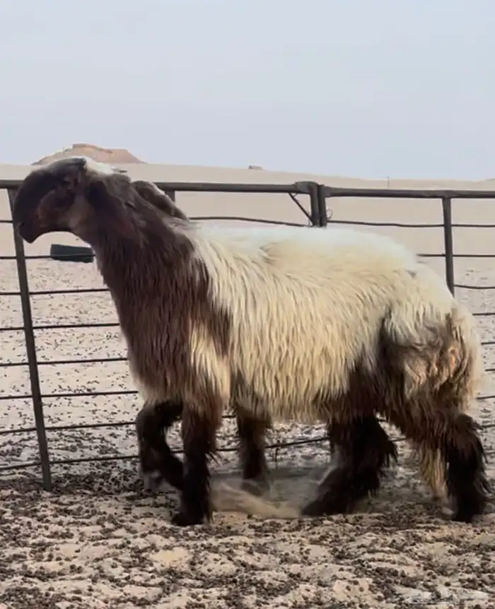 جذعات نعيم صنف 4