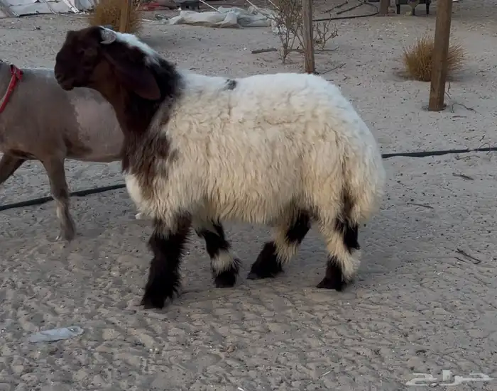 مشروع فحل نعيم صنف ادبس 1