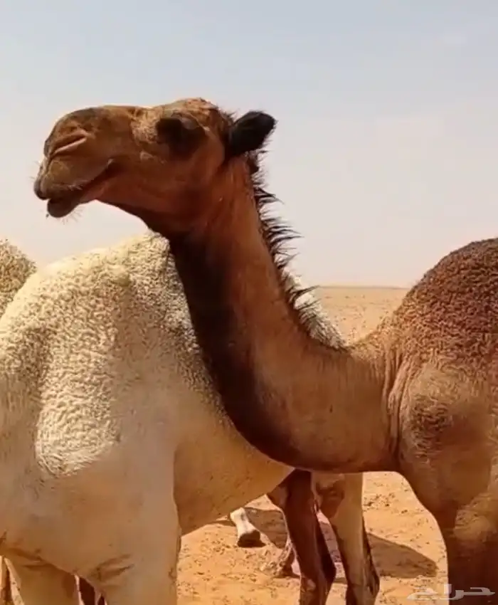 للبيع بكرة صفراء حقه 0
