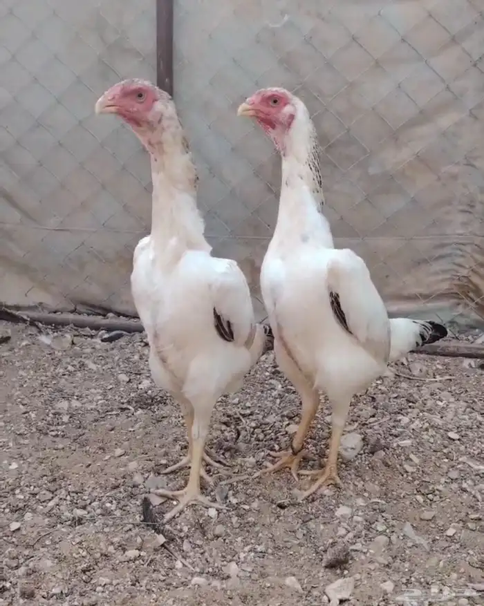 طقم شامو باباني توووب ( تم البيع ) 0