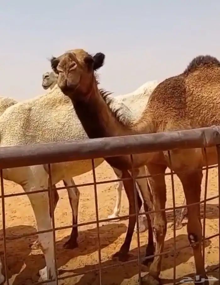 للبيع بكرة صفراء حقه 1