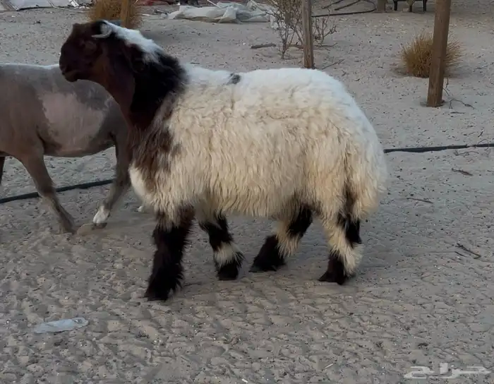 مشروع فحل نعيم صنف ادبس 0