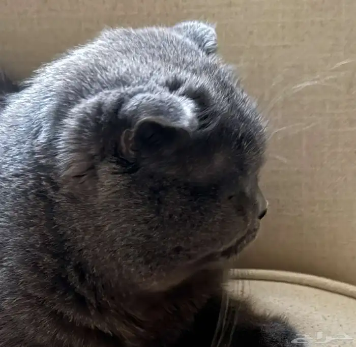 قط ذكر للتزاوج سكوتش فولد 0