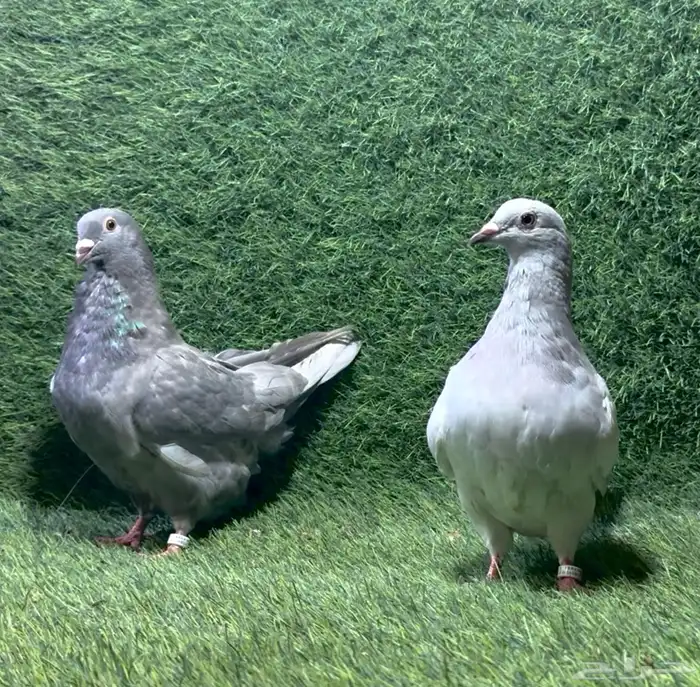 حمام فرش 0