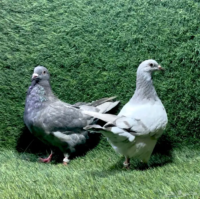حمام فرش 1