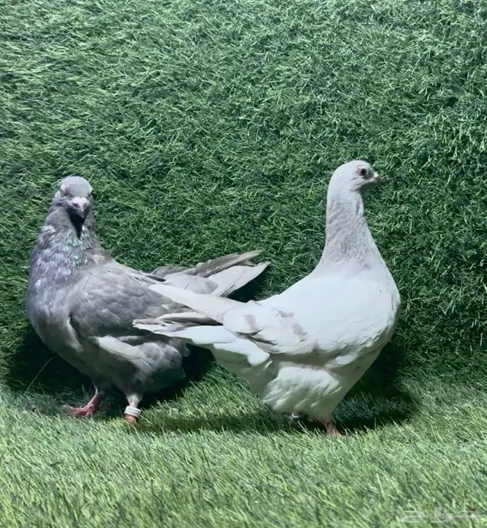 حمام فرش 2