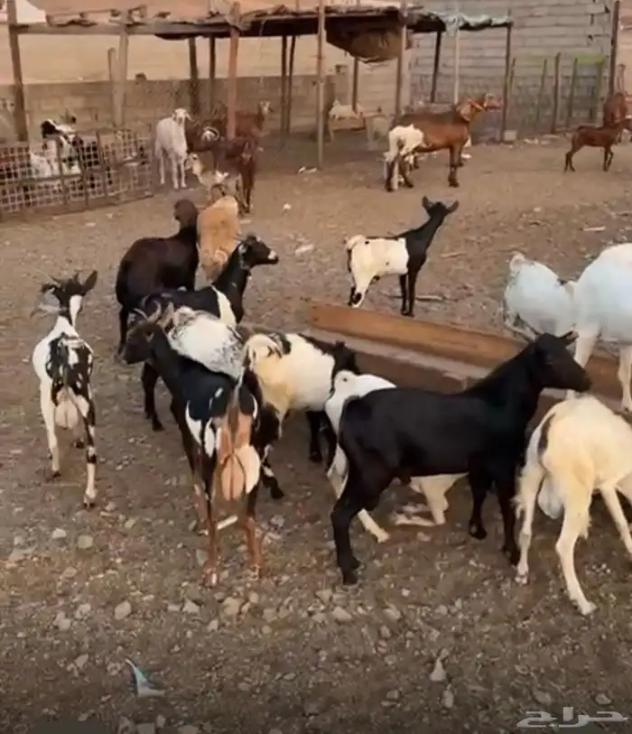 تيوس لباني فل يمني جيبوتي 2