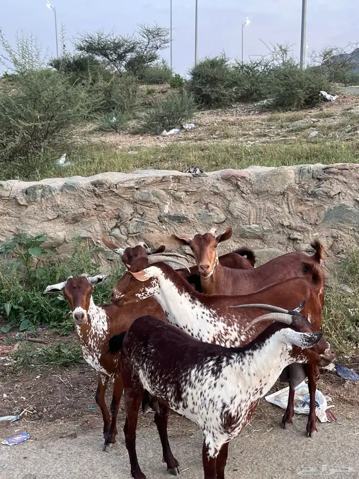 غنم وشح دهم 1