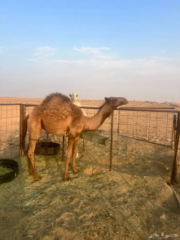 ناقه 0