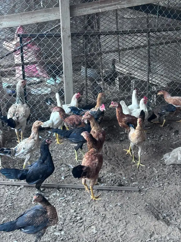 دجاج مشكل الصحه تمام والحمدالله كله إنتاج وأمهاته موجوده 0