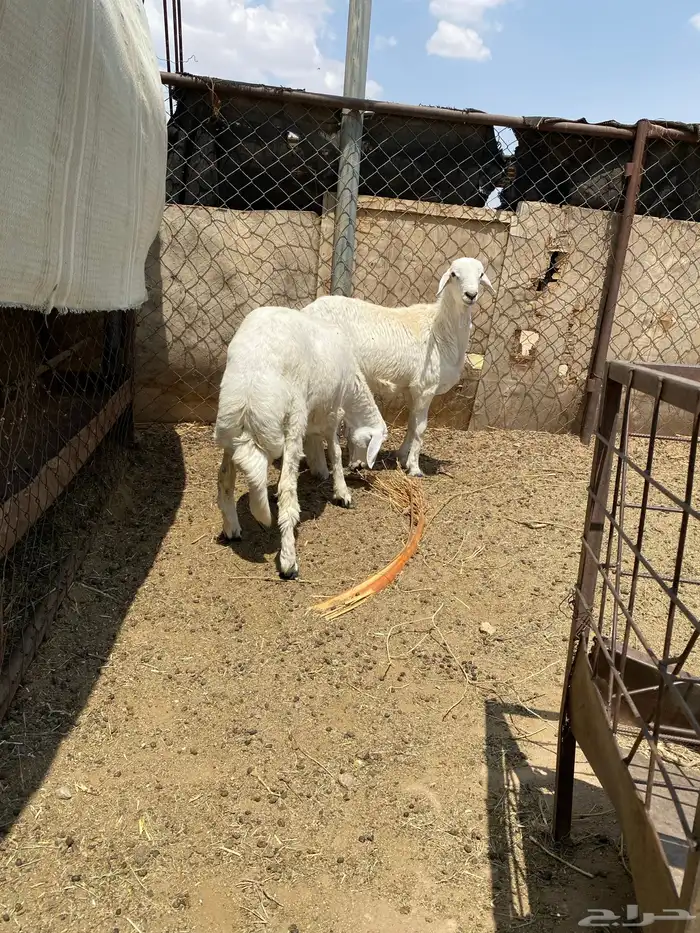 3 خرفان جبرات 2