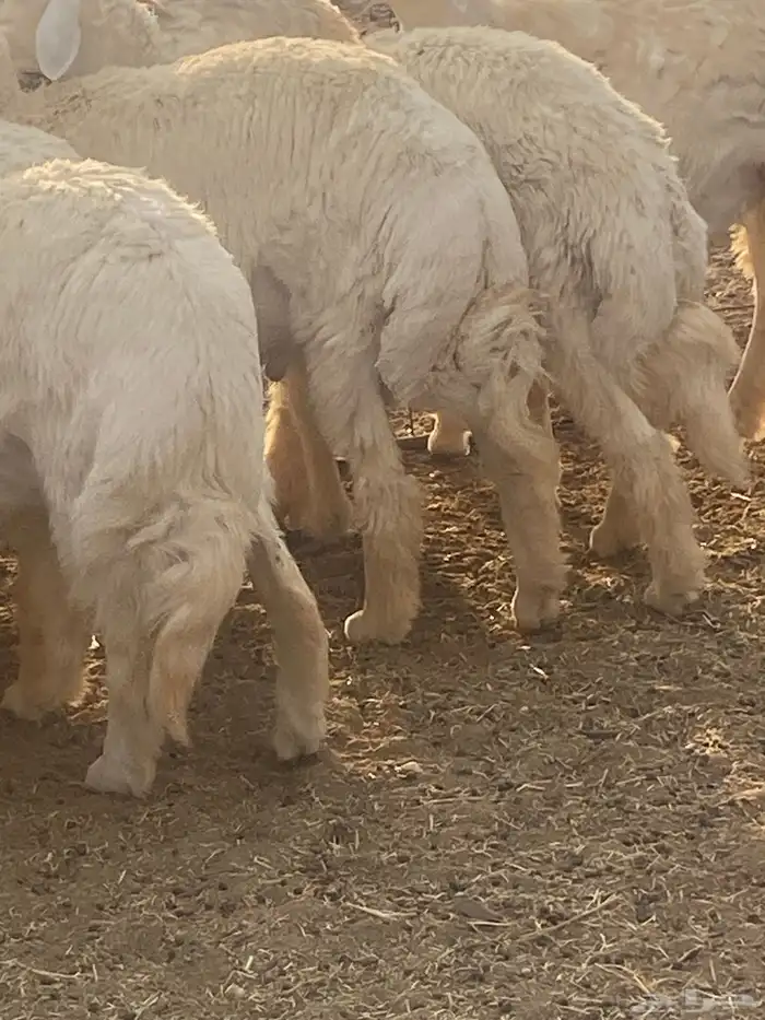 8 خروف ذبايح طيبه الموقع الحناكيه 0