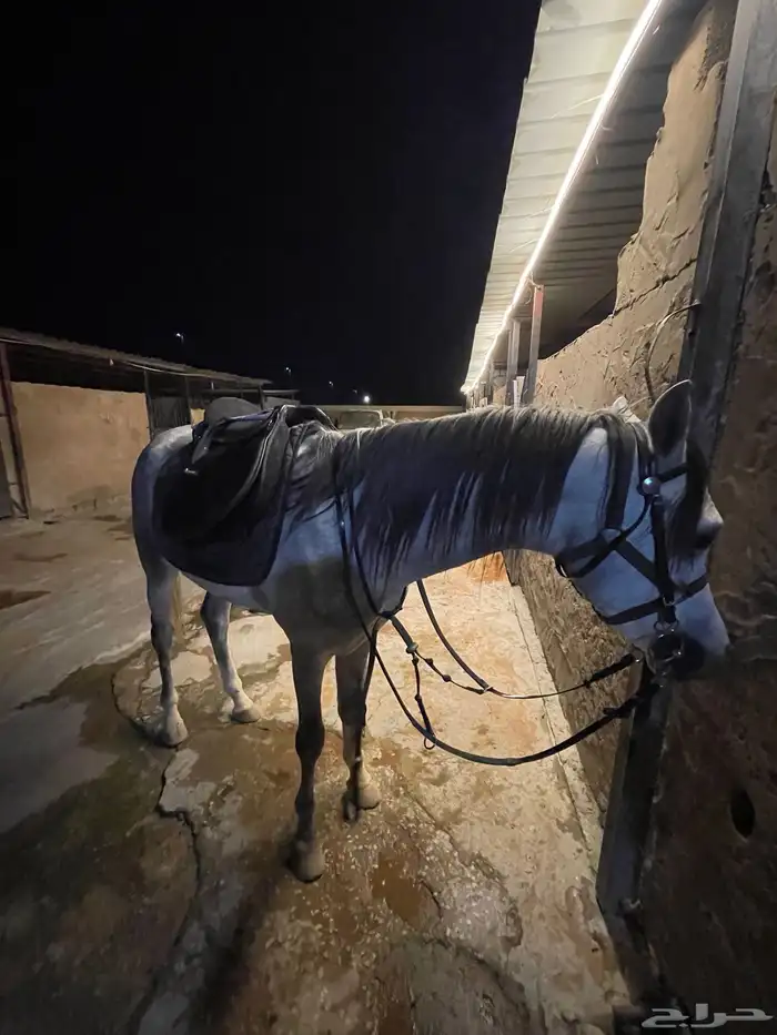 خيل فحل وهوه 4