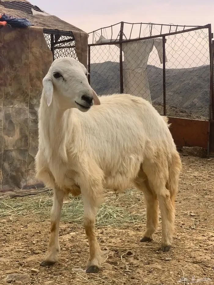 طلي صنف 0
