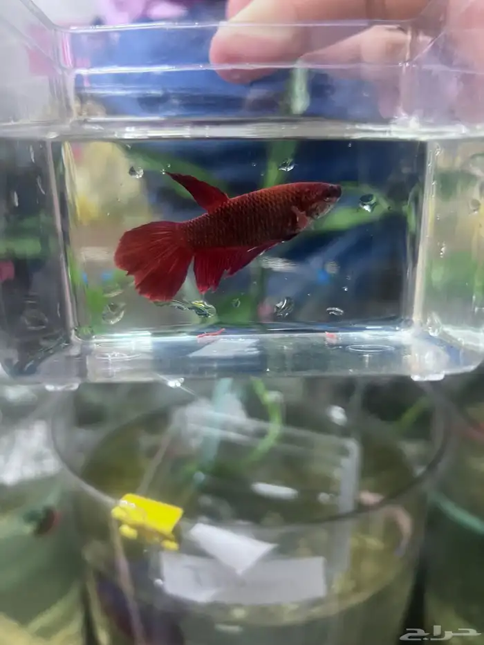Large Betta females 3