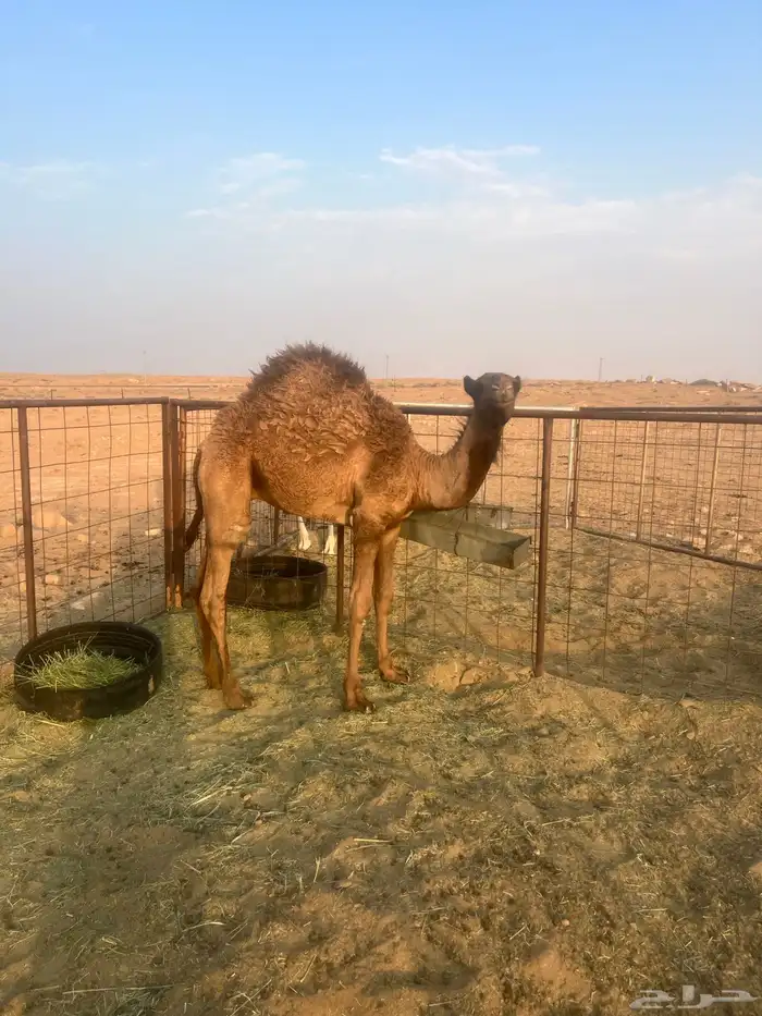 ناقه 3