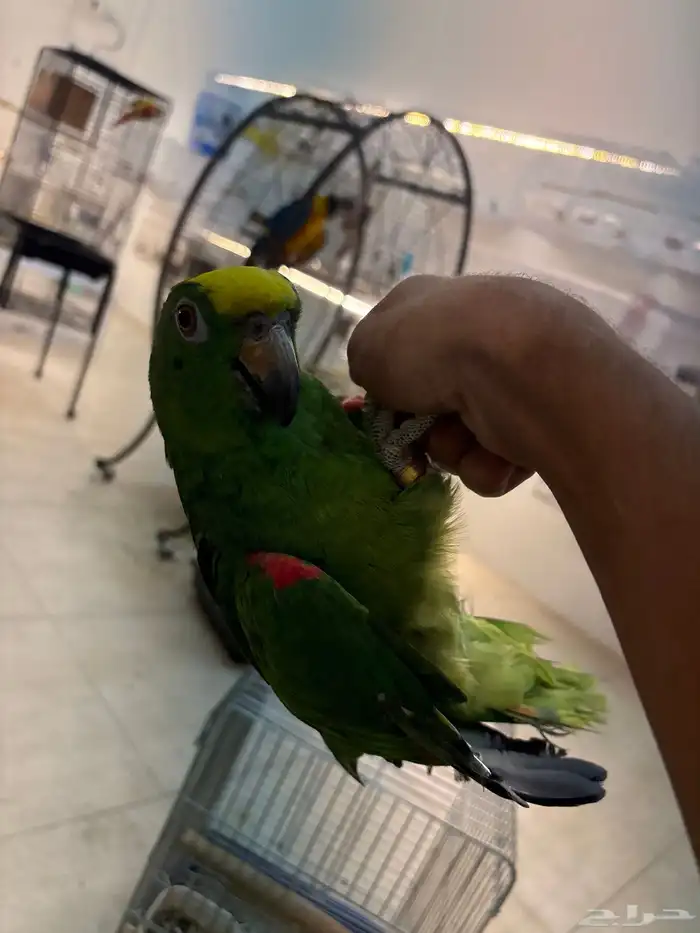 امزوني يلو كراون متكلم في الوجه كلام كثير كبتن 0