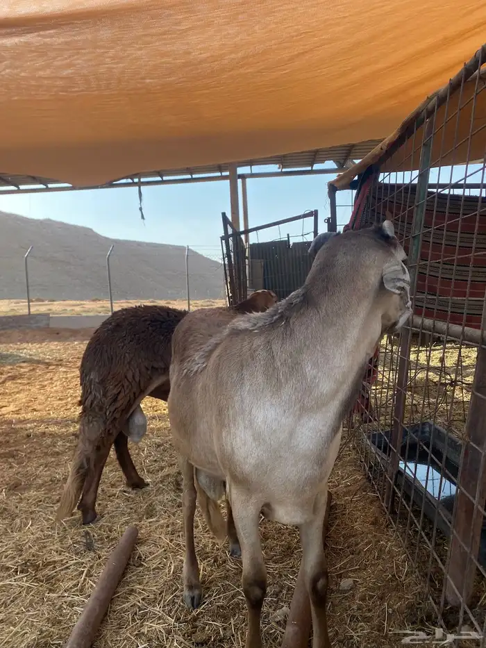 حمريات جذعان للبيع 0