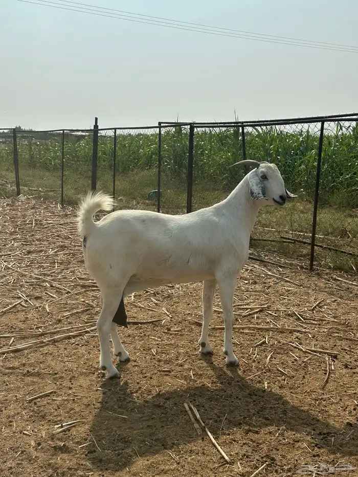 عنز مشروكه صنف فاخر 0