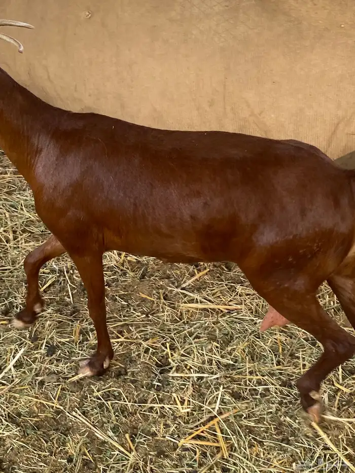 محايلات دهم دفيع 6