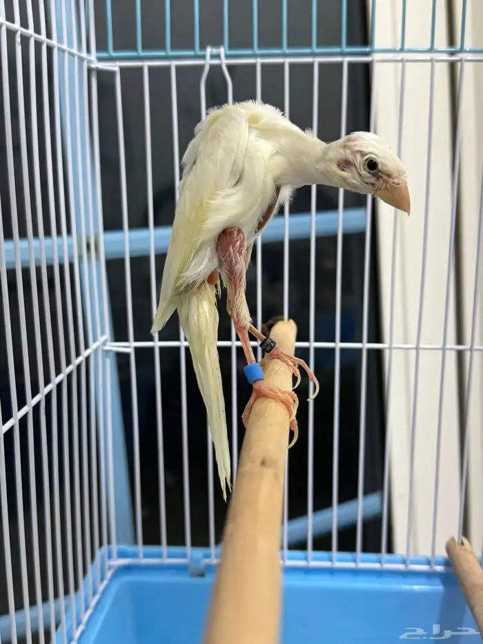 فحل كناري جيبوسو الاسباني  ابيض صافي 3
