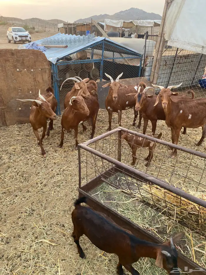 محايلات دهم دفيع 0