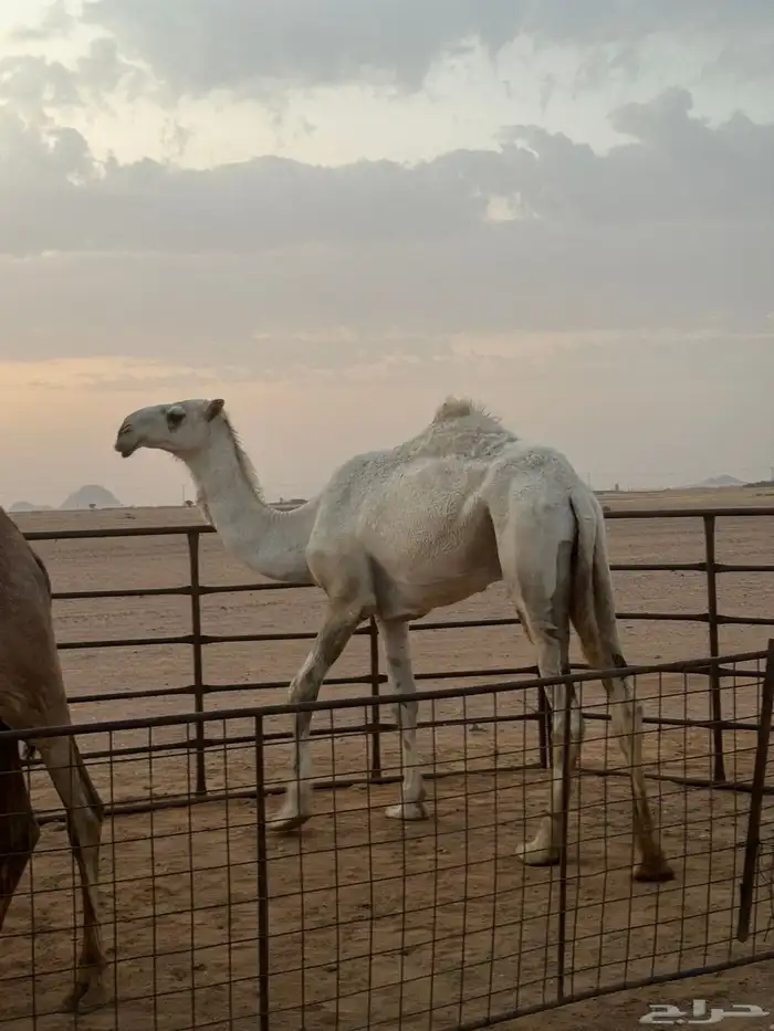 للبيع قعود طيب 2