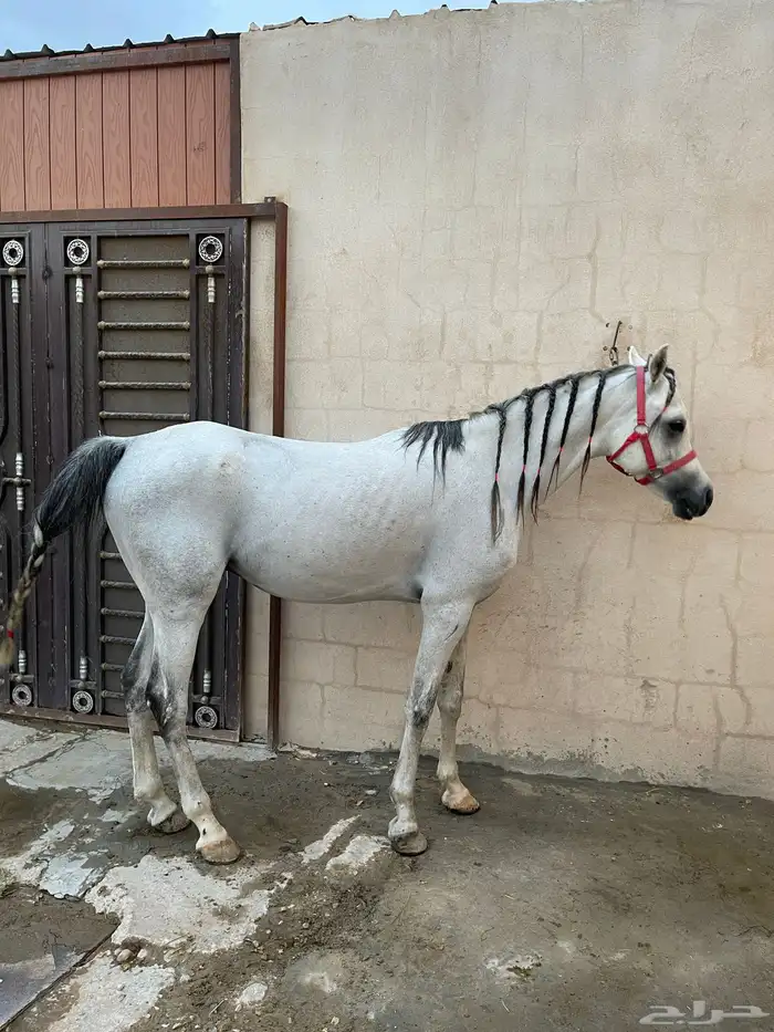 خيل فحل وهوه 2
