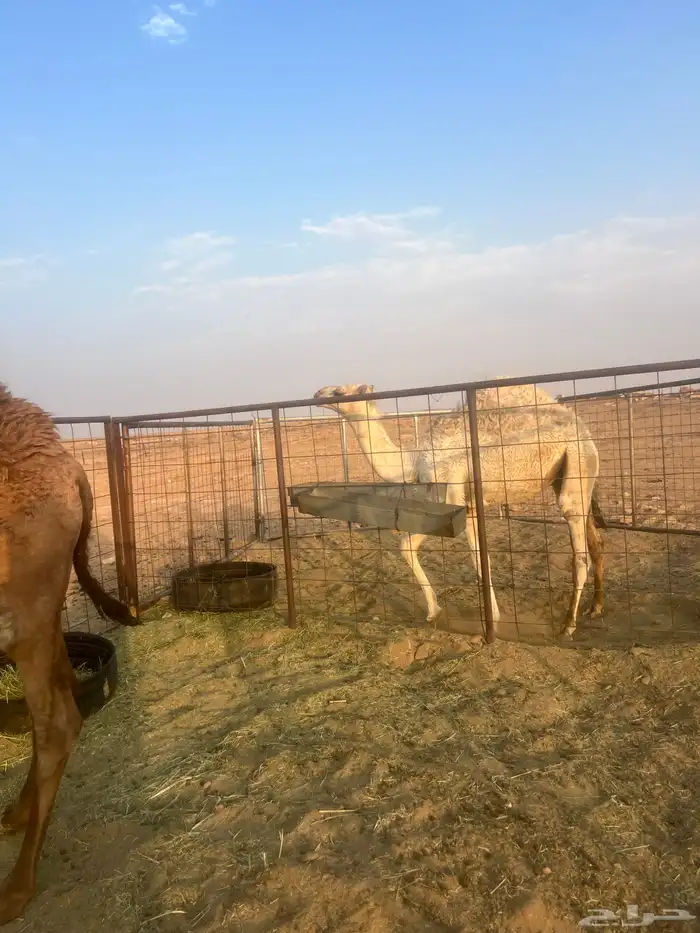 ناقه 4