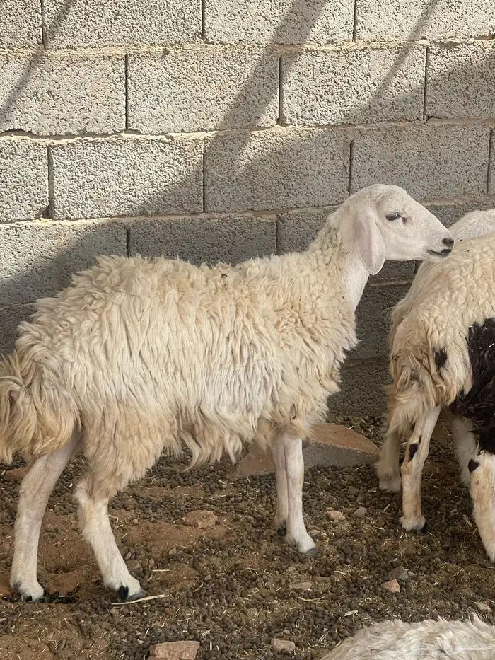 حرية متبع السن ثنيه بكر 2