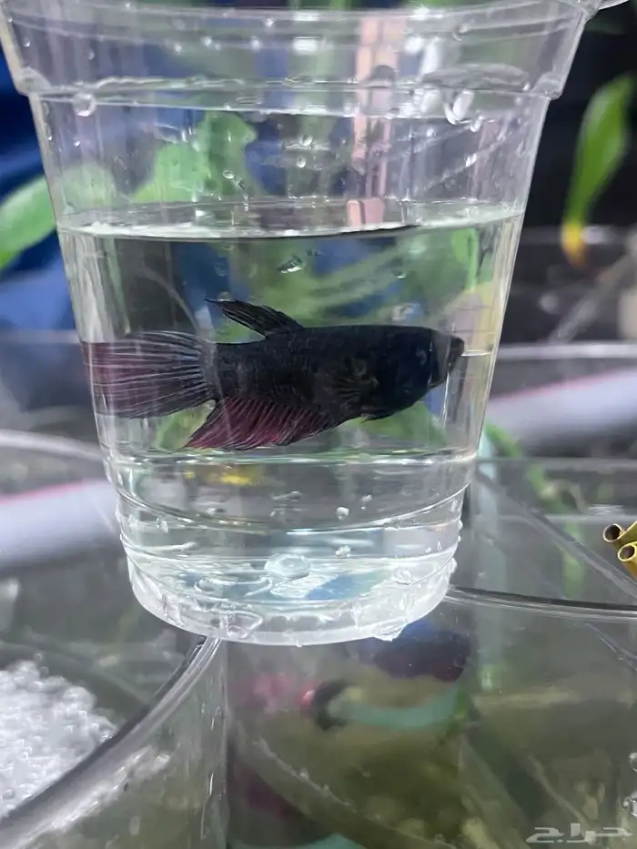 Large Betta females 0