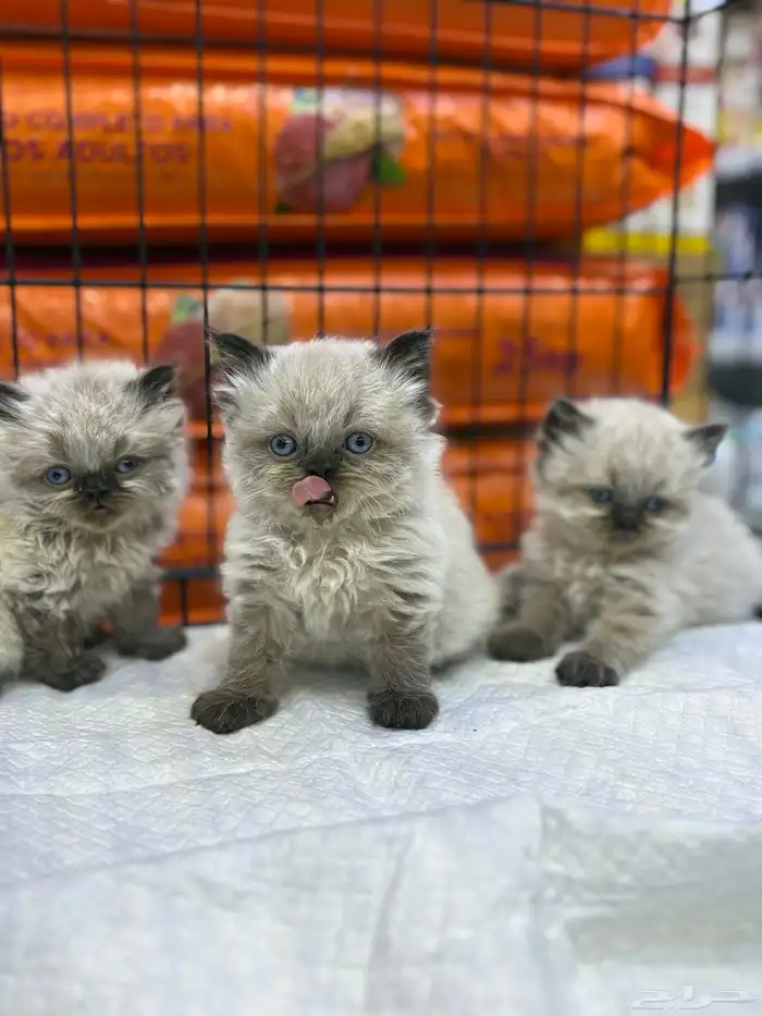 قطط هملايا شوكلت 0