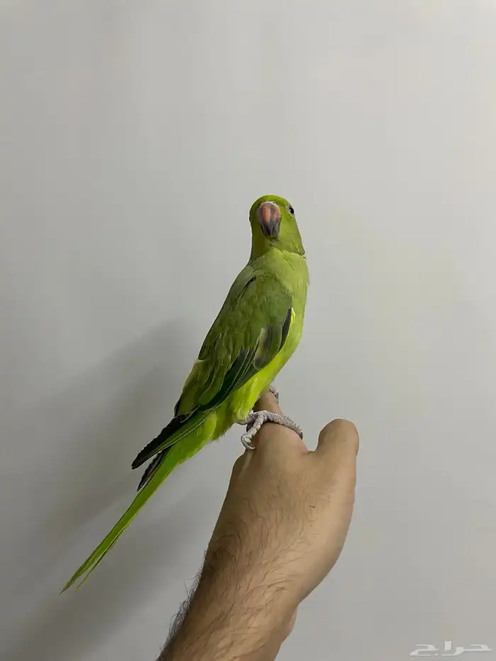 ذكر دره هندي متكلم 1