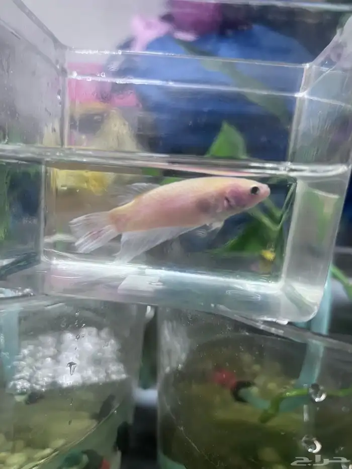 Large Betta females 1