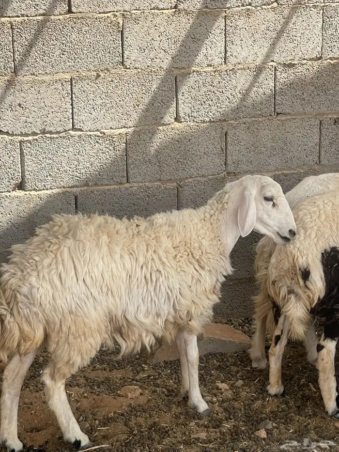 حرية متبع السن ثنيه بكر 4