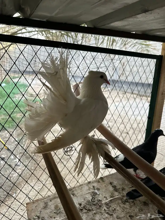 حمام 4