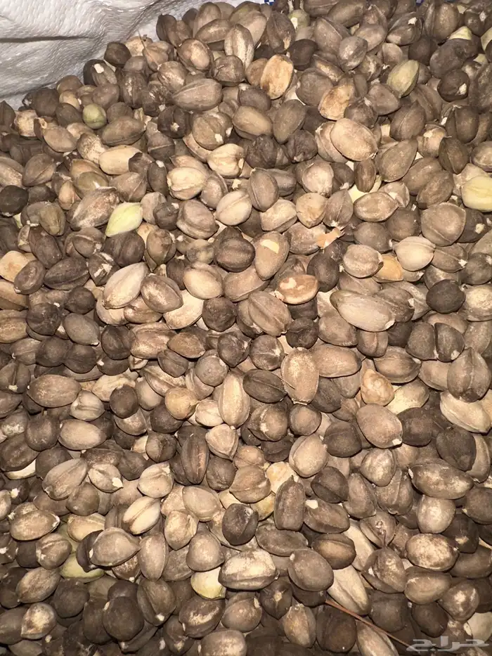 حبوب البان العربي اليسر 0