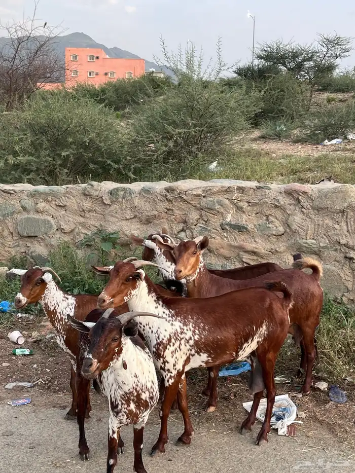 غنم وشح دهم 2