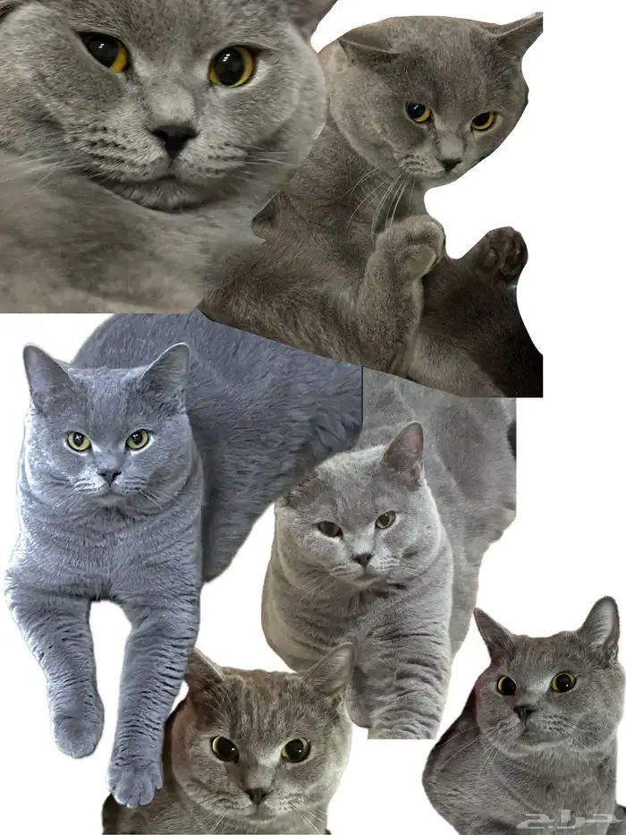 سكوتش فولد للبيع 0