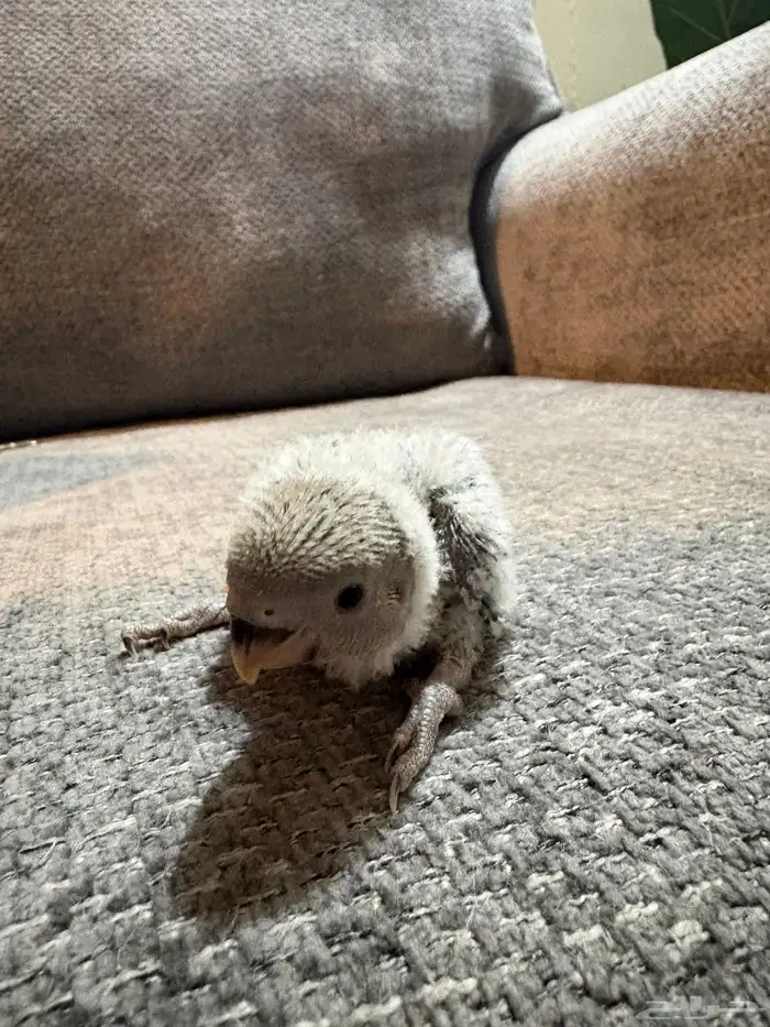 فرخ روز (تم البيع) 0